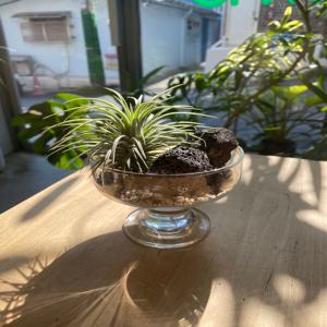 틸란드시아 이오난사 Kit 관엽식물 공기정화 플랜테리어
