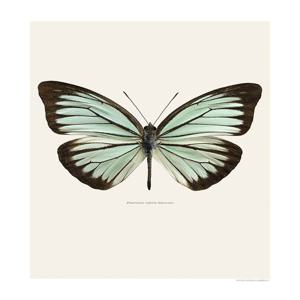 LILJEBERG-곤충 나비 사진 북유럽 인테리어 30X40 포스터_발레리아 흰나비