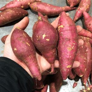 국내산 못난이 한입 호박 고구마 5kg 10kg