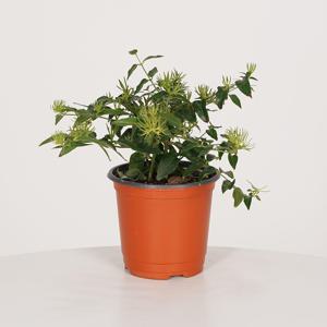 차이니스 자스민 키우기쉬운 실내공기정화식물 인테리어식물 소형 모종