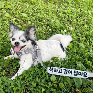 강아지 안전 중간줄 스트랩 야간 빛반사 네임택 인식표 메시지 펫티켓 명찰 이름표 밤산책