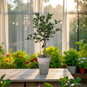 구아바 나무 h80 +그레이색 토분 세트 반려식물 거실화분 개업축하화분