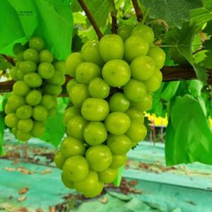 국내산 하우스 샤인마스켓 산지직송