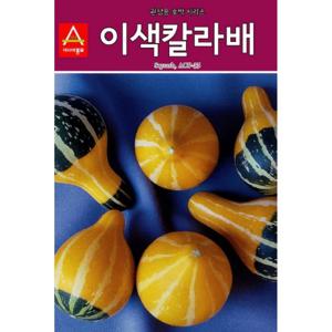 관상용호박씨앗 이색칼라배 호박(10립)