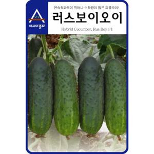 오이씨앗 피클오이 러스보이오이(50립)
