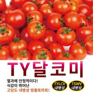 방울토마토씨앗) TY 달코미(100립)