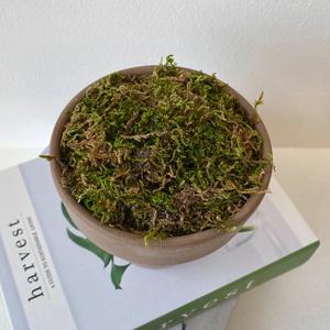 이끼 생이끼 데코장식 조화나무 식물데코