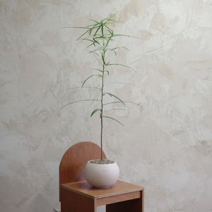 바오밥나무 (Adansonia digitata) 보틀 트리
