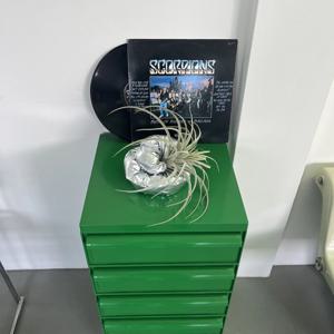 SILVER IONANTHA 틸란드시아 이오난사 실버밴드 오브제 선반 인테리어