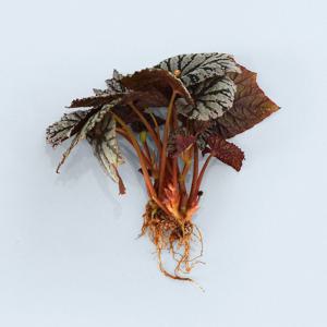 베고니아 렉스 세척 모종 소형 수경재배 인테리어 실내 공기정화 키우기쉬운 식물