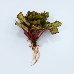 베고니아 알래스카크릭 세척 모종 소형 수경재배 인테리어 실내 공기정화 키우기쉬운 식물