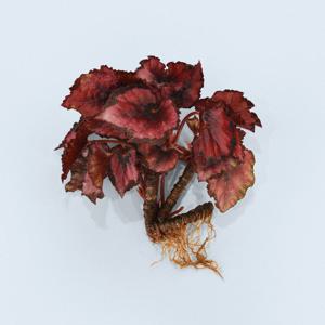 베고니아 잉카나이트 세척 모종 소형 수경재배 인테리어 실내 공기정화 키우기쉬운 식물