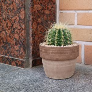 [5% 쿠폰!] 금호 선인장 재물운이 들어오는 선인장 - 토분(L)