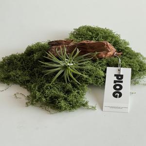 이오난사 이오난사조화이끼세트 행잉식물 공중식물 데스크테리어 식물오브제