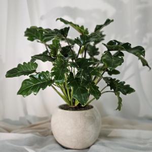 제나두 셀렘 대형 h60 볼 크림색 FRP 화분 공기정화식물 거실화분 개업축하화분