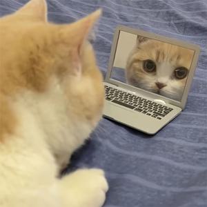 TEMU 인터랙티브 미니 노트북 고양이 장난감 - 내구성 있는 수지 반사판으로 재미있는 놀이 & 운동, 휴대용, 리얼리스틱
