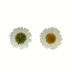 TEMU 20pcs 화이트 크리스란themum 인장 꽃 DIY 공예, 사진 프레임, 휴대폰 케이스, 아로마 테라피 및 에폭시 레진 프로젝트용 장식 장식|생동감 있는 꽃 디자인|압착 꽃 효과, 꽃 장식