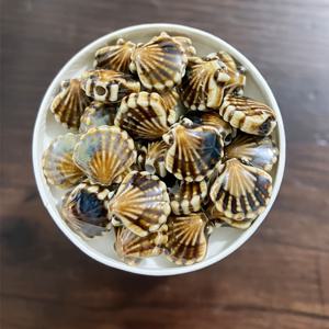 TEMU 10개 보호 시크 세라믹 쉘 비즈 - 해양 생물 영감, 팔찌 & 펜던트 DIY 보석 만들기 용품