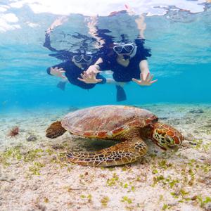 미야코지마 인생 사진 바다거북이 스노클링 & 클리어 패들보드 투어