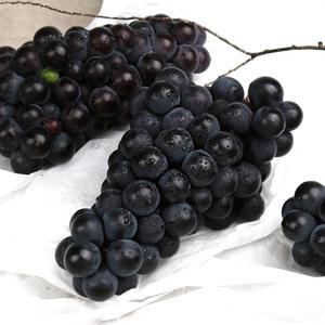 캠벨 포도 600g(2-3수)/1kg(2-4수)