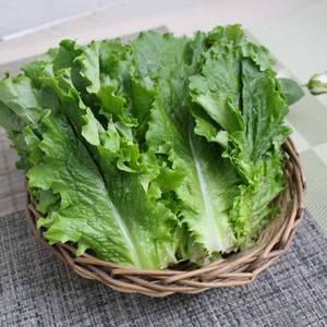 로메인상추4kg/국내산/최상품/자연대로팜웨이