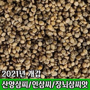 개갑씨앗 산양삼 인삼 장뇌삼씨앗 베란다 텃밭 재배 / 정직한사람들