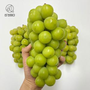 최종17880/달콤한 샤인머스캣 2kg 3-4송이 / 망고포도