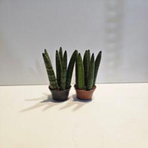 식물공장 원플원 2개발송 스투키 소품 15-25cm 99