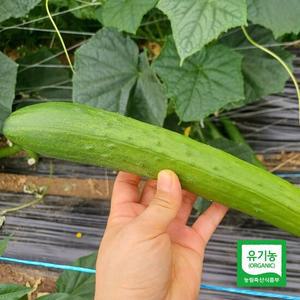 강원 홍천에서 자란 유기농 백다다기 오이 4kg (18-22개)