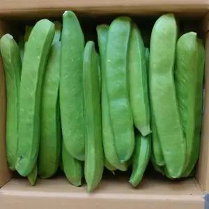 천지농원 생작두콩 10kg 직접재배
