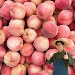 천유작 국내산 고당도 딱딱이 복숭아