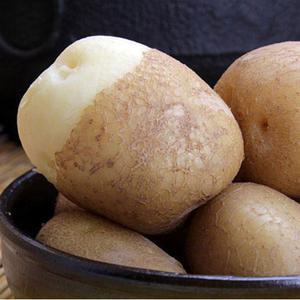 수미 햇감자 10kg(중소)