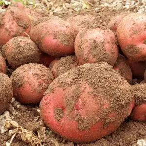 속이노란 붉은 홍감자 (왕특)3kg