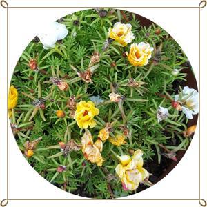 채송화/rose moss/토종채송화/봄철화단/24포트36포트1세트/초화/꽃모종/플랜테리어/판매시기확인