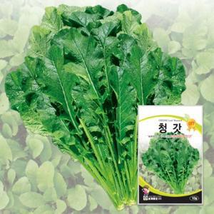 세계종묘 청갓 10g 종자 씨앗 맛과 향이 우수한 토종 재래종 갓김치