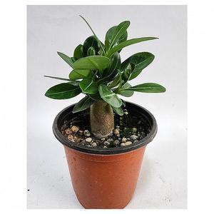베하몰 실내 화초 석화 사막의장미 약15cm