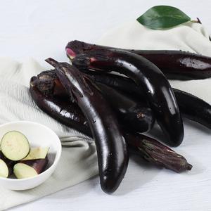 [인정식탁][오늘의채소] 노지 가지 3kg