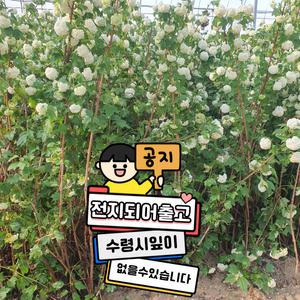 수국을 닮은 정원용 꽃나무 (불두화) H1.0m전후
