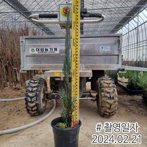 측백나무묘목 블루애로우 / 블루에로우 H1.0전후 화분묘
