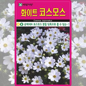 화이트 코스모스 씨앗 200립 하얀 키작은 코스모스 꽃씨 야생화 종자