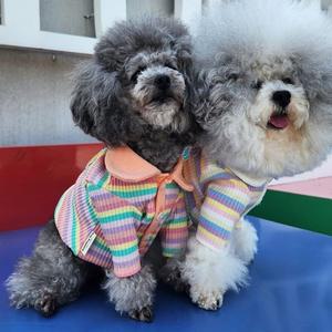 강아지 무지개 긴팔 티셔츠 1P 스트라이프 카라티 (WFFTVQQ)