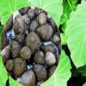 재래 토란 종근 씨앗 작물 품종 채소 종자 400g