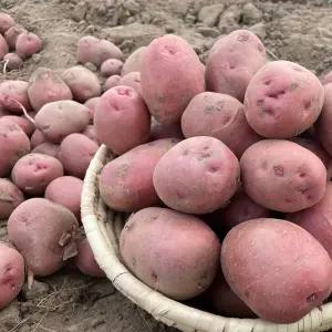 [해들애] 홍감자 햇감자 포슬포슬 붉은감자 산지 3/5/10 (5kg 대 기준)