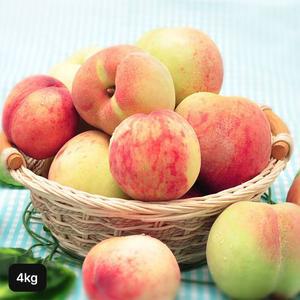 25년 햇 열매나무 경북 햇 백도 복숭아 4kg