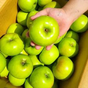 못난이 기스 아오리사과 썸머킹 여름사과 풋사과 10KG