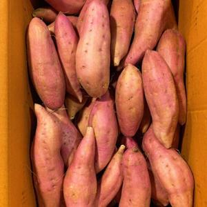 익산 햇 꿀 고구마 10KG 특상 초특가 행사 7091438