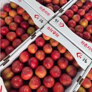 경북 와촌 고랭지 자두 2kg 대과