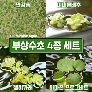 둥둥 수조 위 뜨는 부상 수초 키우기 4종 세트 (SET1)