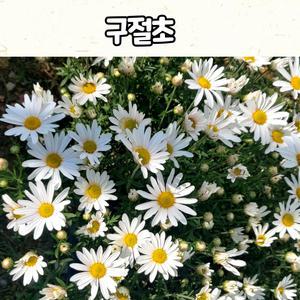 구절초(3치 포트) 흰색꽃 가을 야생화 구절초 모종