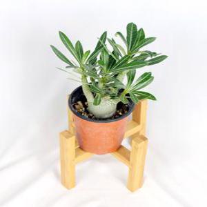 서비내 미니석화 adenium multiflorum 사막의장미 인테리어 반려식물 플랜테리어 이국적인식물